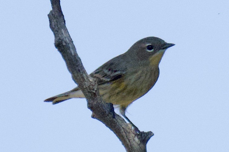 Yellow-rumped Warbler - ML641901302