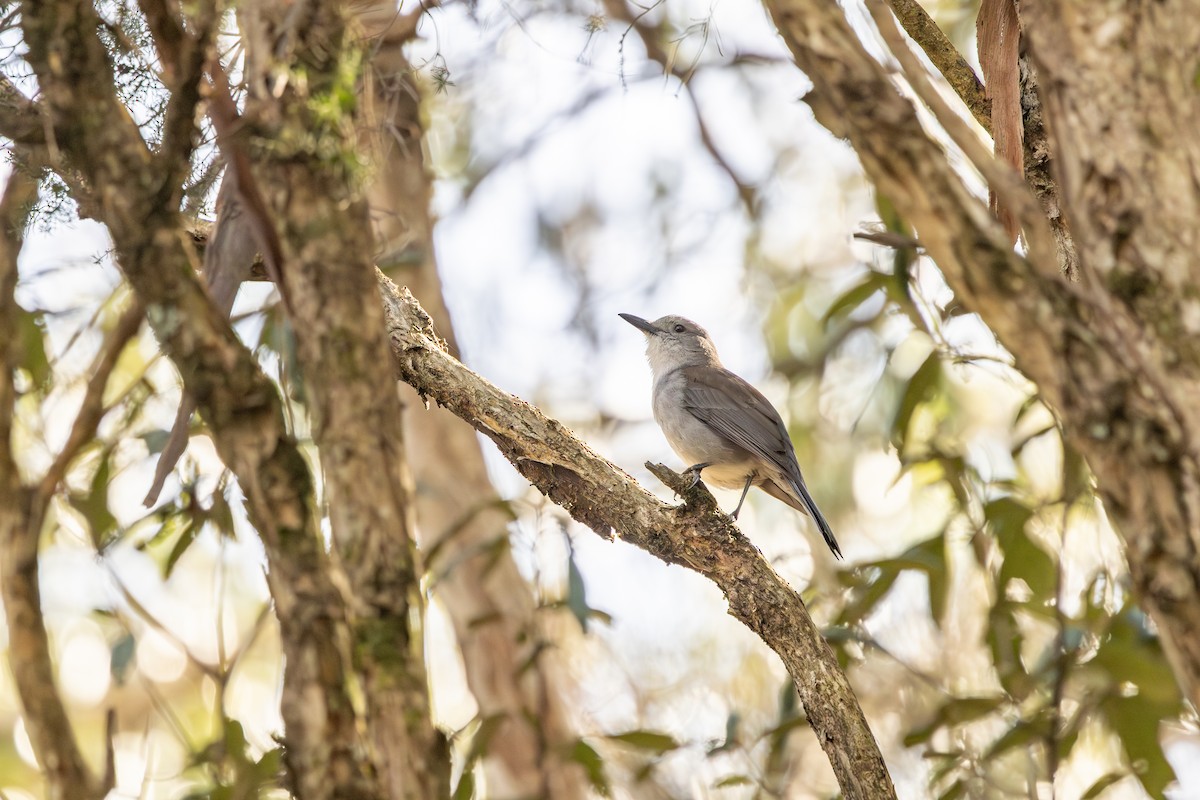 Gray Shrikethrush - ML641901304