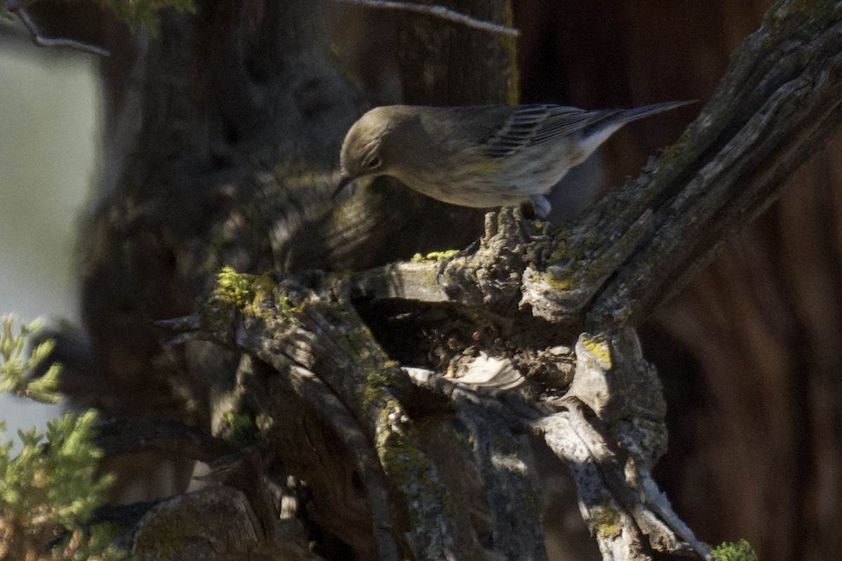 Yellow-rumped Warbler - ML641901308