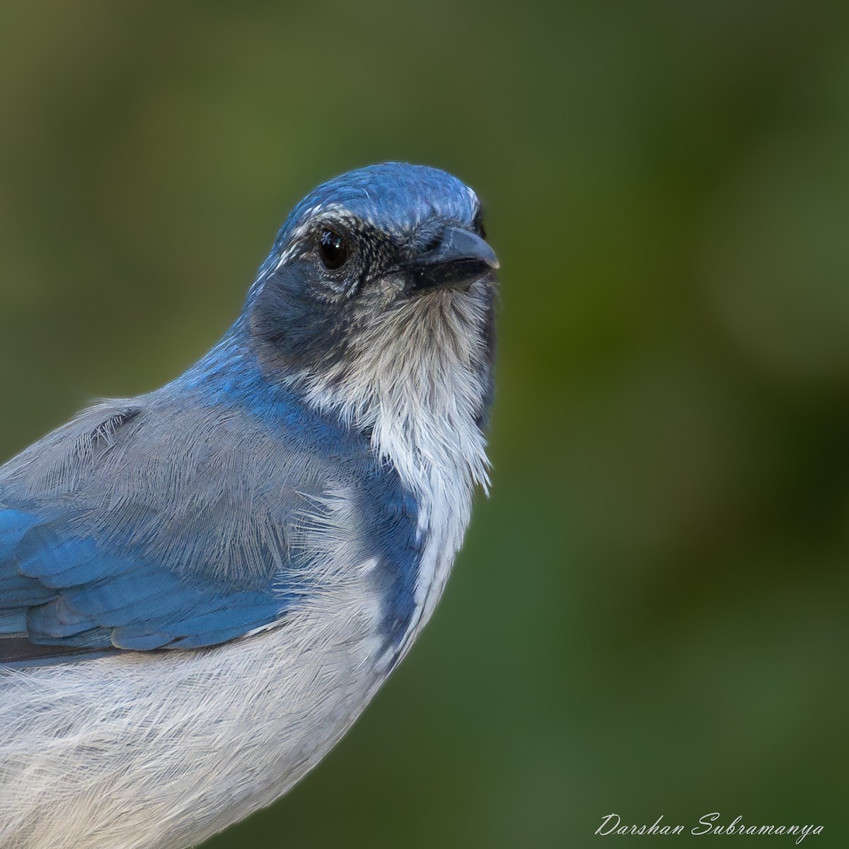 California Scrub-Jay - ML641901314