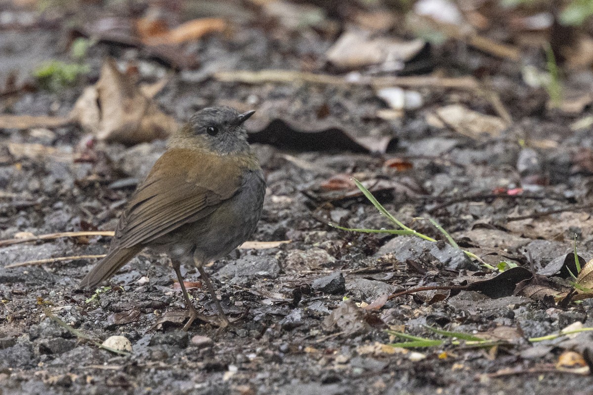 Black-billed Nightingale-Thrush - ML641901328