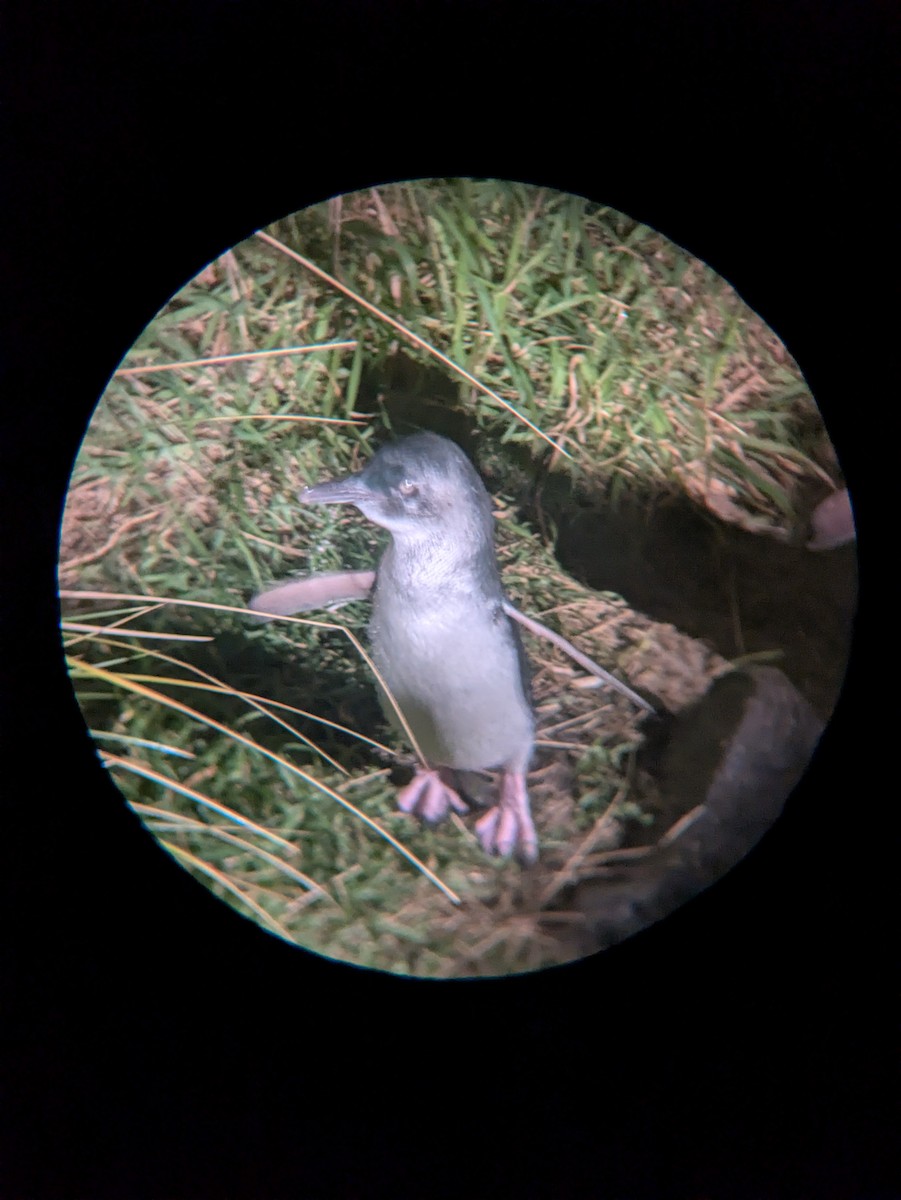 コビトペンギン - ML641901344