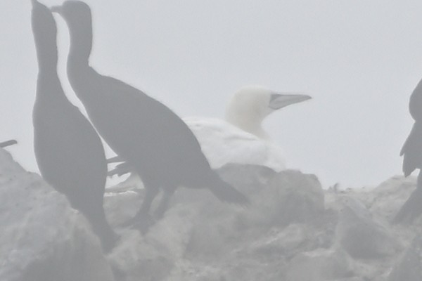 Northern Gannet - ML641901345