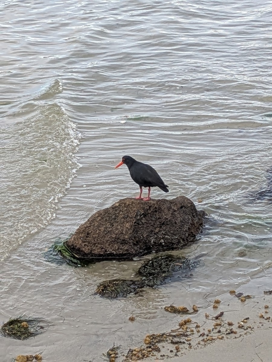 Variable Oystercatcher - ML641901349