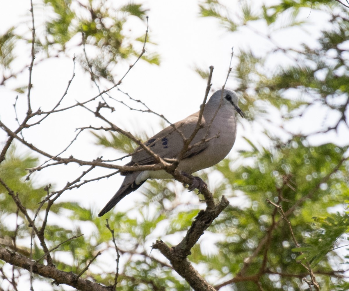 Black-billed Wood-Dove - ML641901350