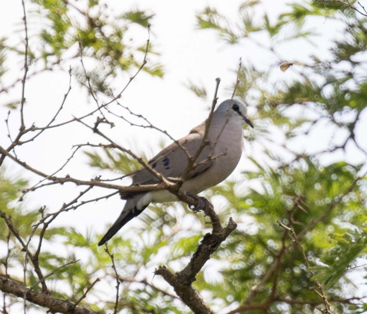 Black-billed Wood-Dove - ML641901351
