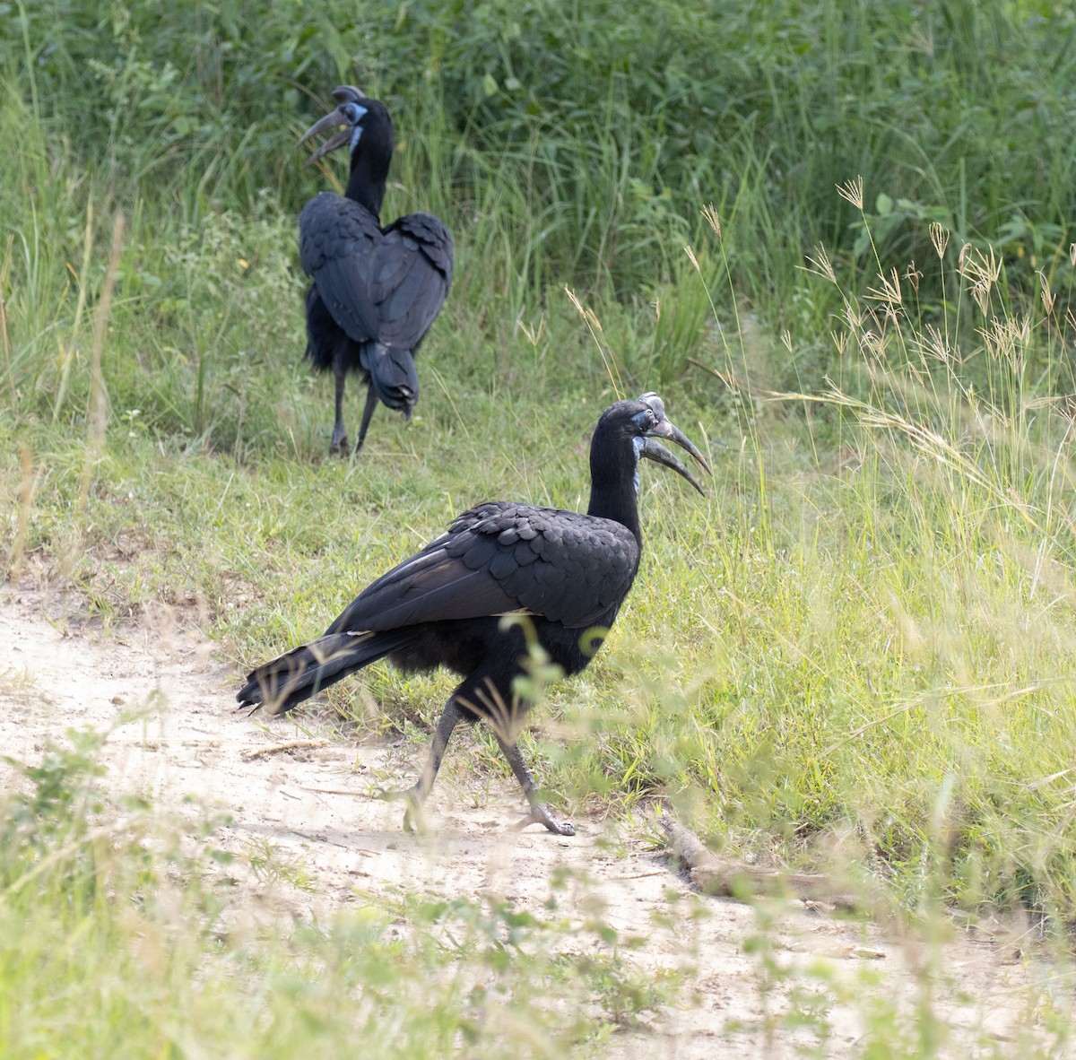 Abyssinian Ground-Hornbill - ML641901353
