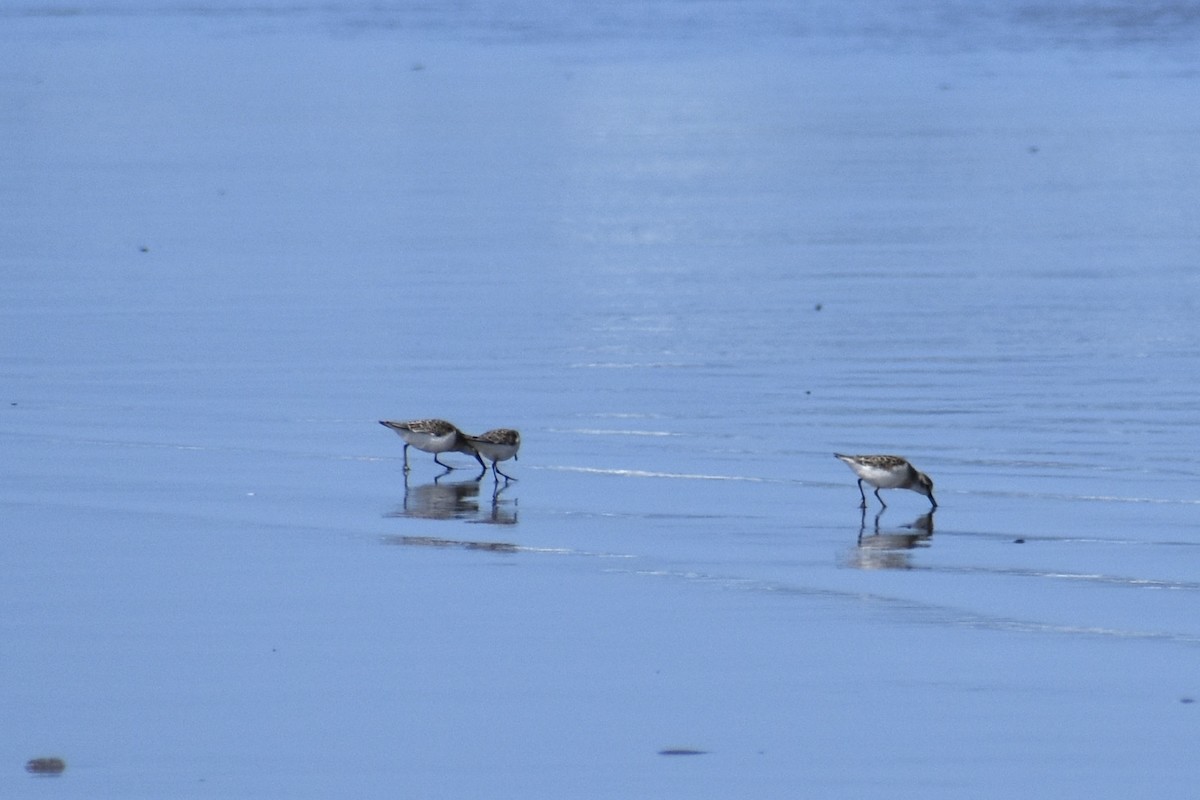 Western Sandpiper - ML641901362