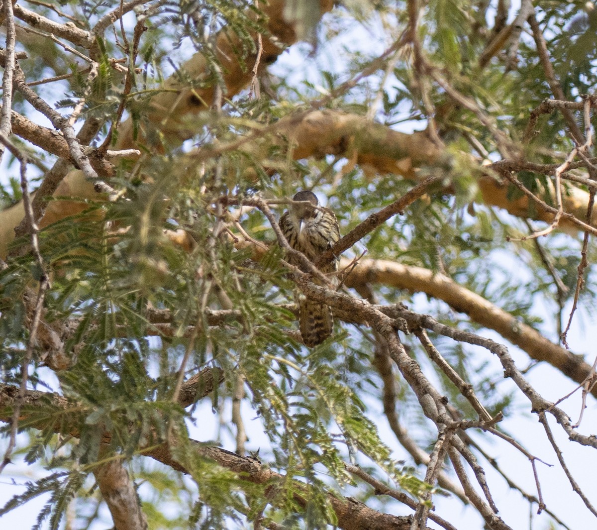 Cardinal Woodpecker - ML641901363