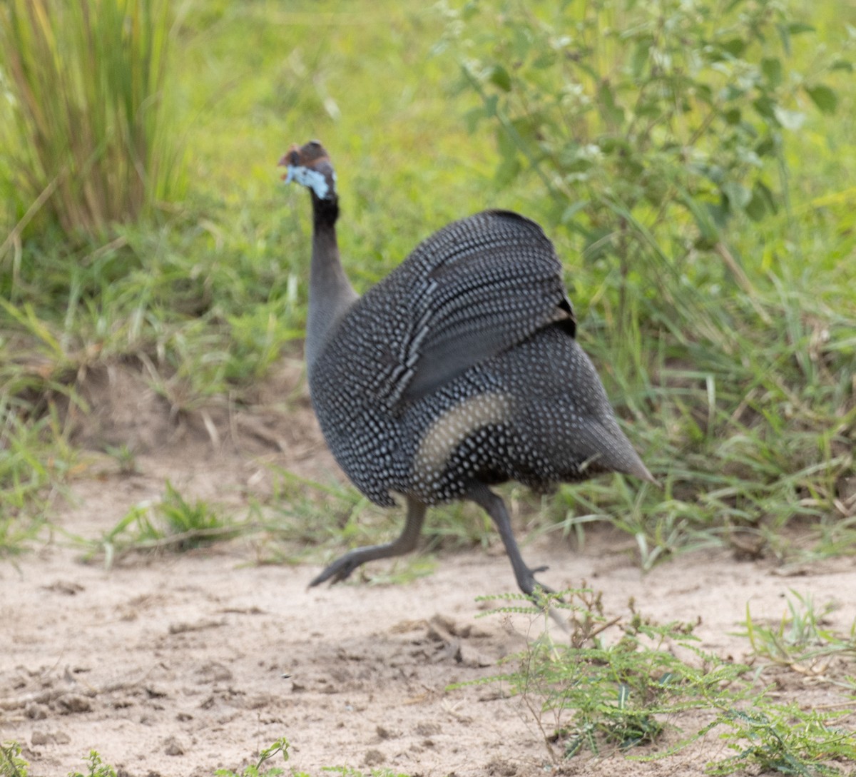 Helmeted Guineafowl (Helmeted) - ML641901366