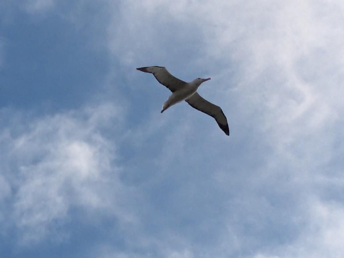 Northern Royal Albatross - ML641901367