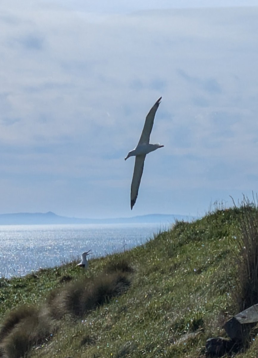 Northern Royal Albatross - ML641901368
