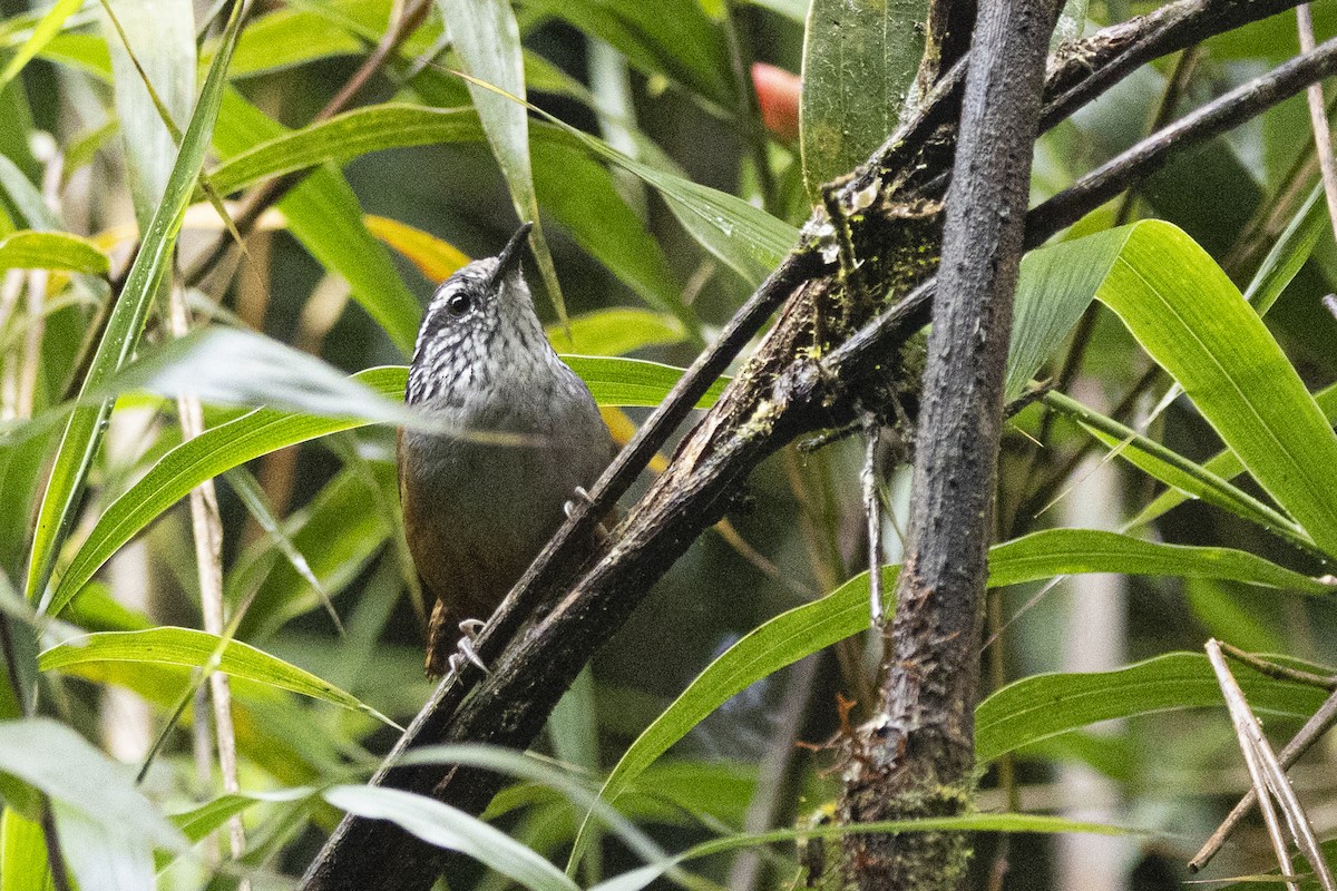 Gray-breasted Wood-Wren - ML641901370