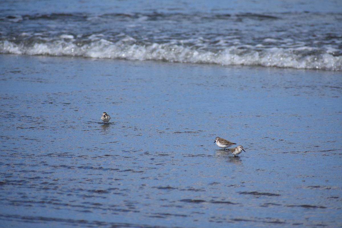 Western Sandpiper - ML641901372