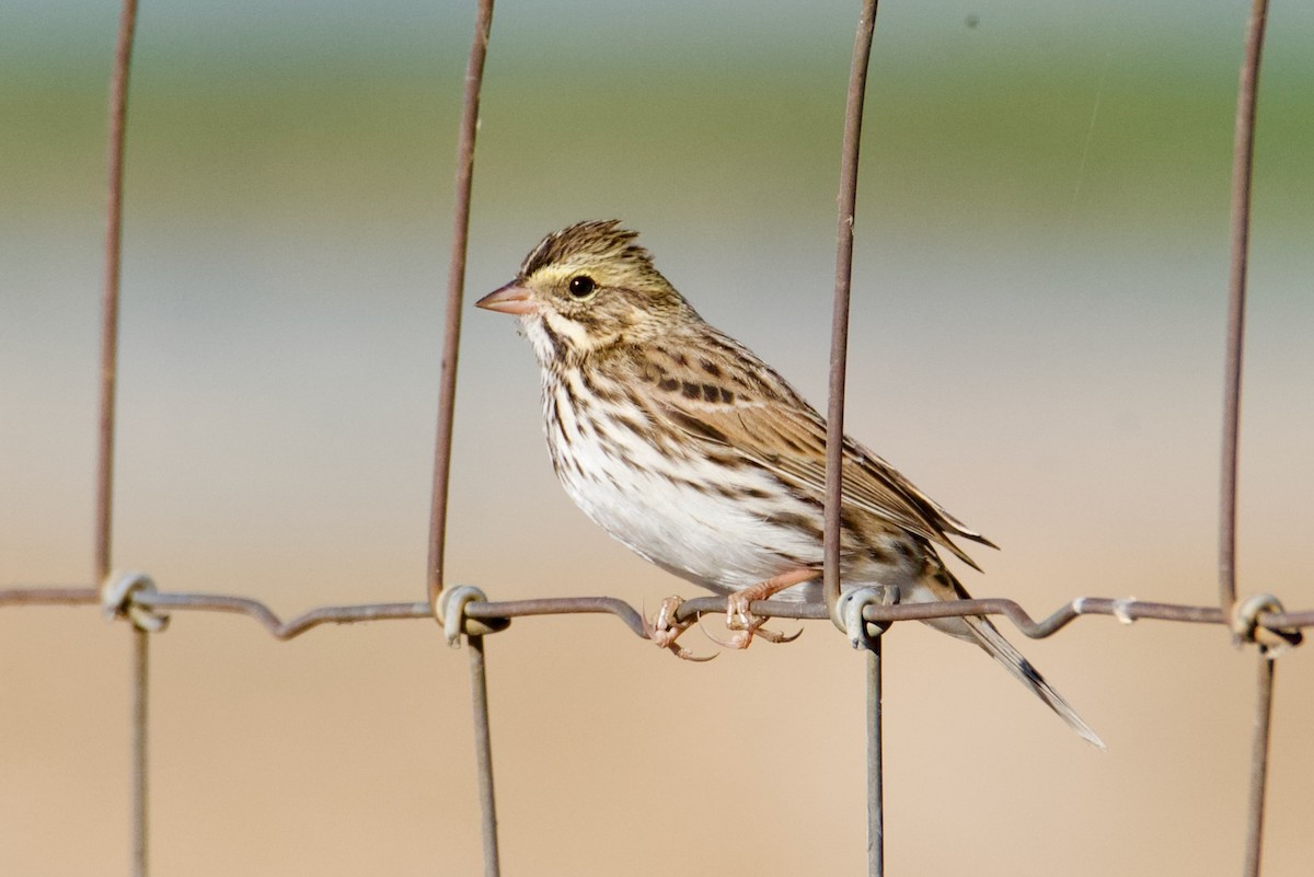 Savannah Sparrow - ML641901374