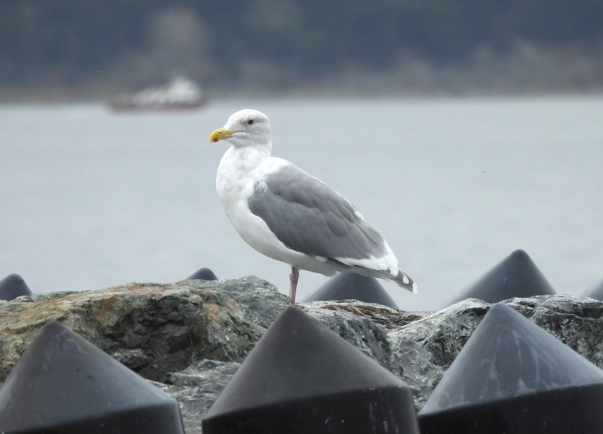 Glaucous-winged Gull - ML641901380
