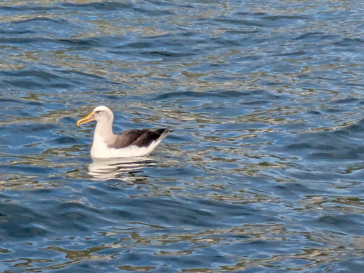 Buller's Albatross - ML641901383
