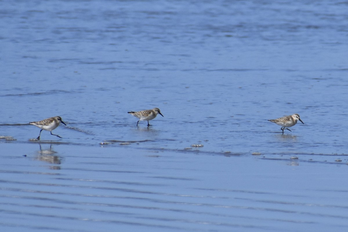 Western Sandpiper - ML641901384