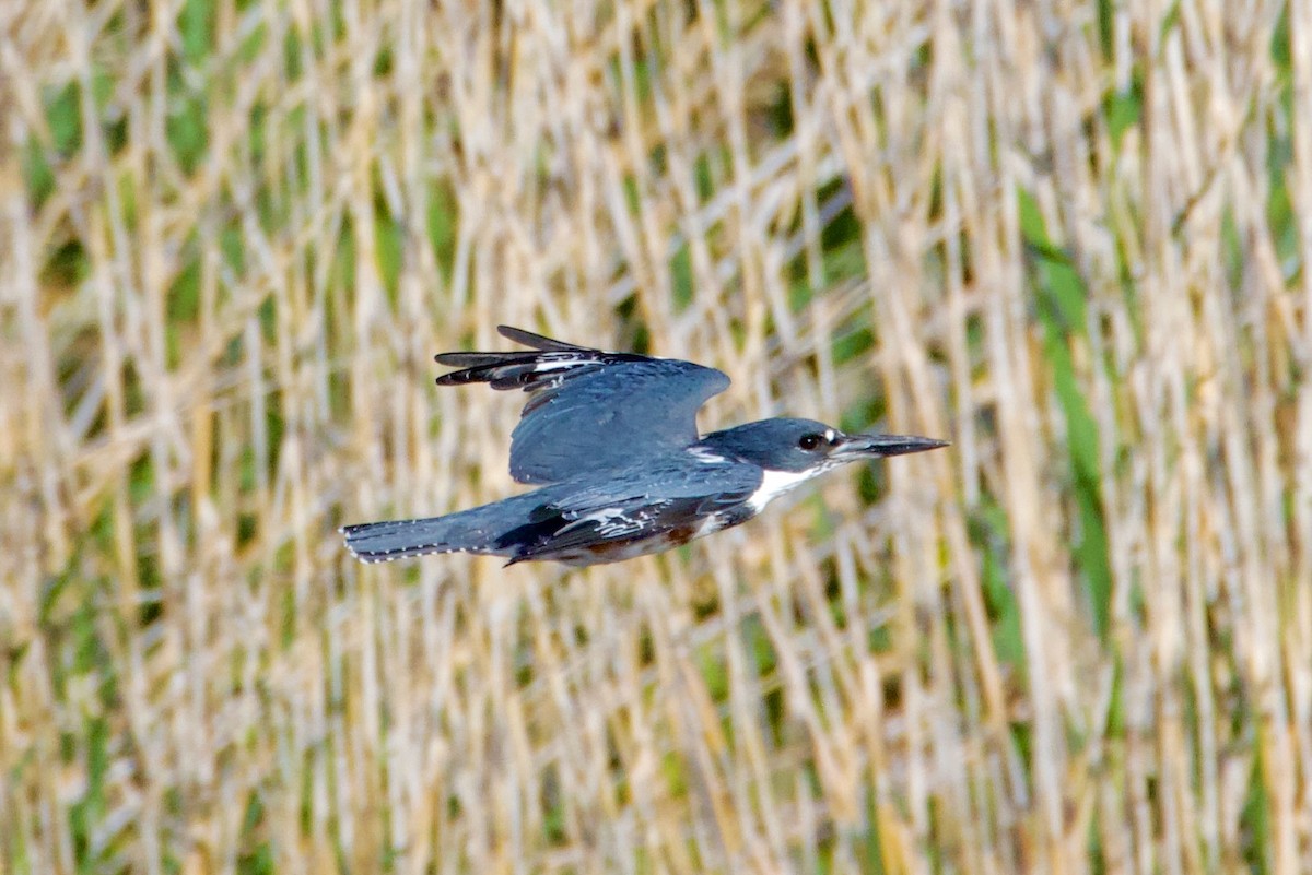 Belted Kingfisher - ML641901385