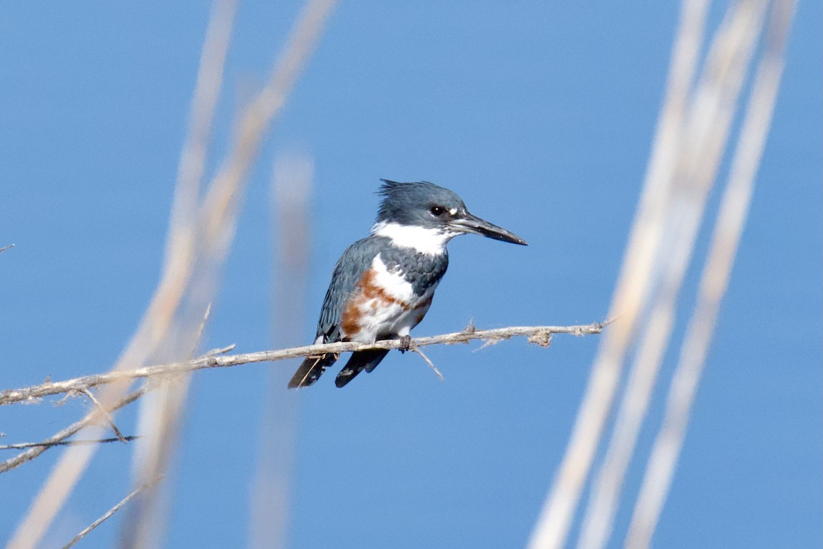 Belted Kingfisher - ML641901386
