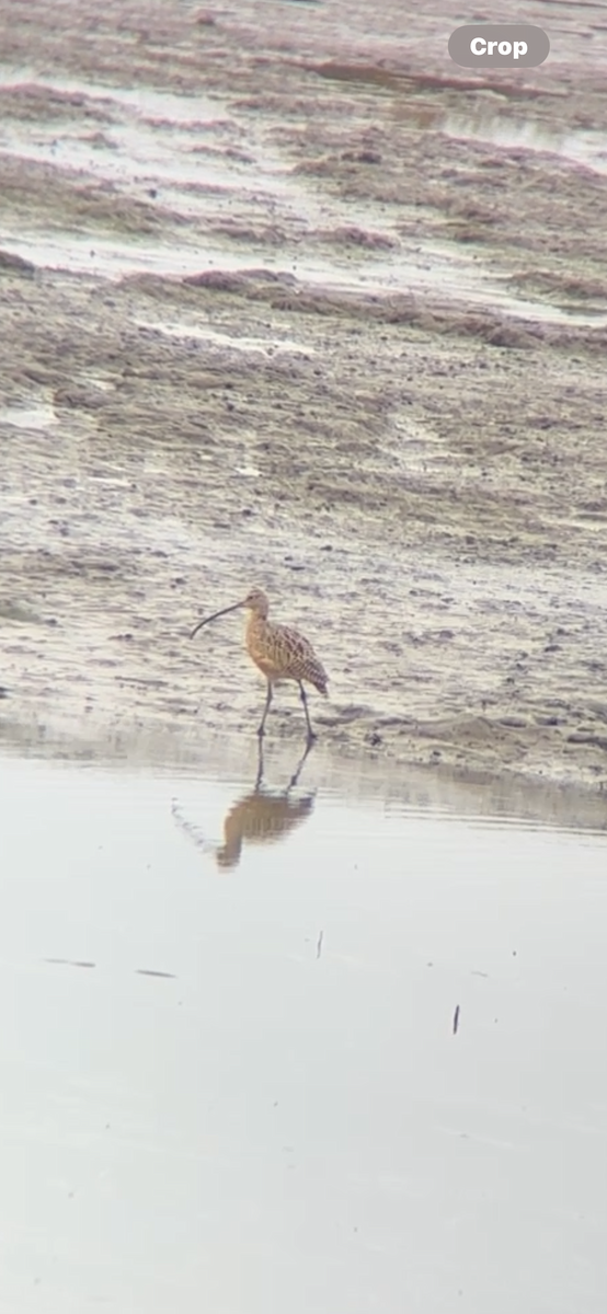 Long-billed Curlew - ML641901388