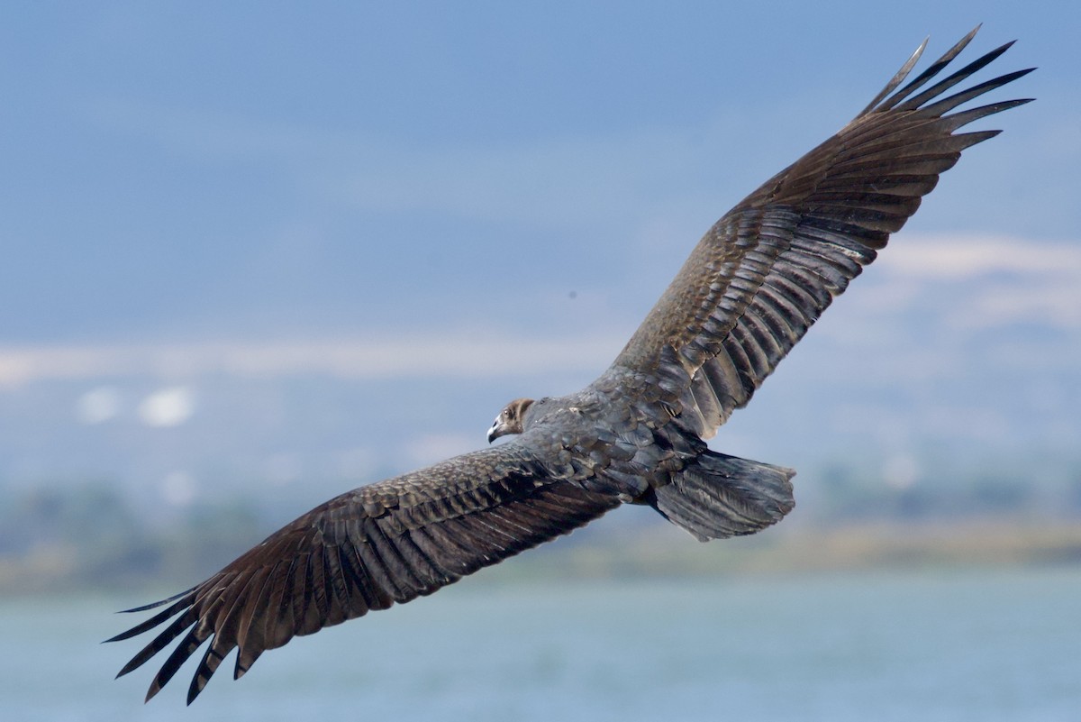 Turkey Vulture - ML641901393