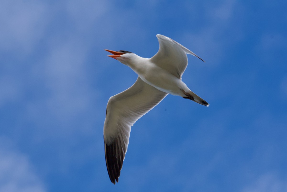 Caspian Tern - ML641901395