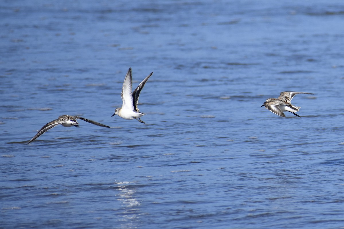 Western Sandpiper - ML641901397