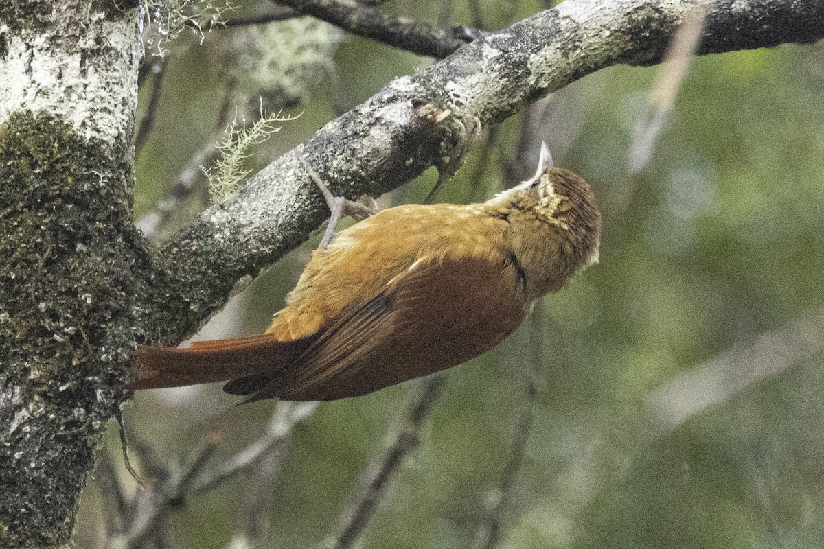 Ruddy Treerunner - ML641901402