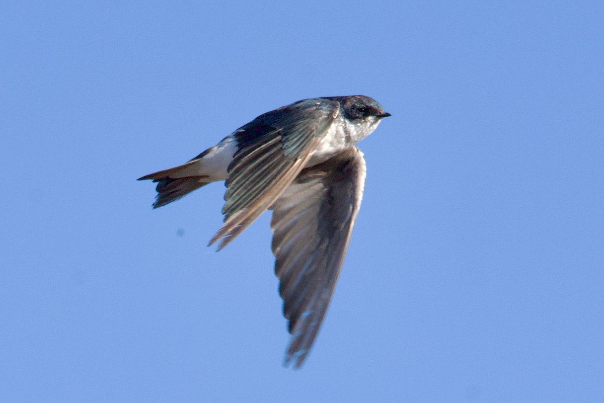 Tree Swallow - ML641901403