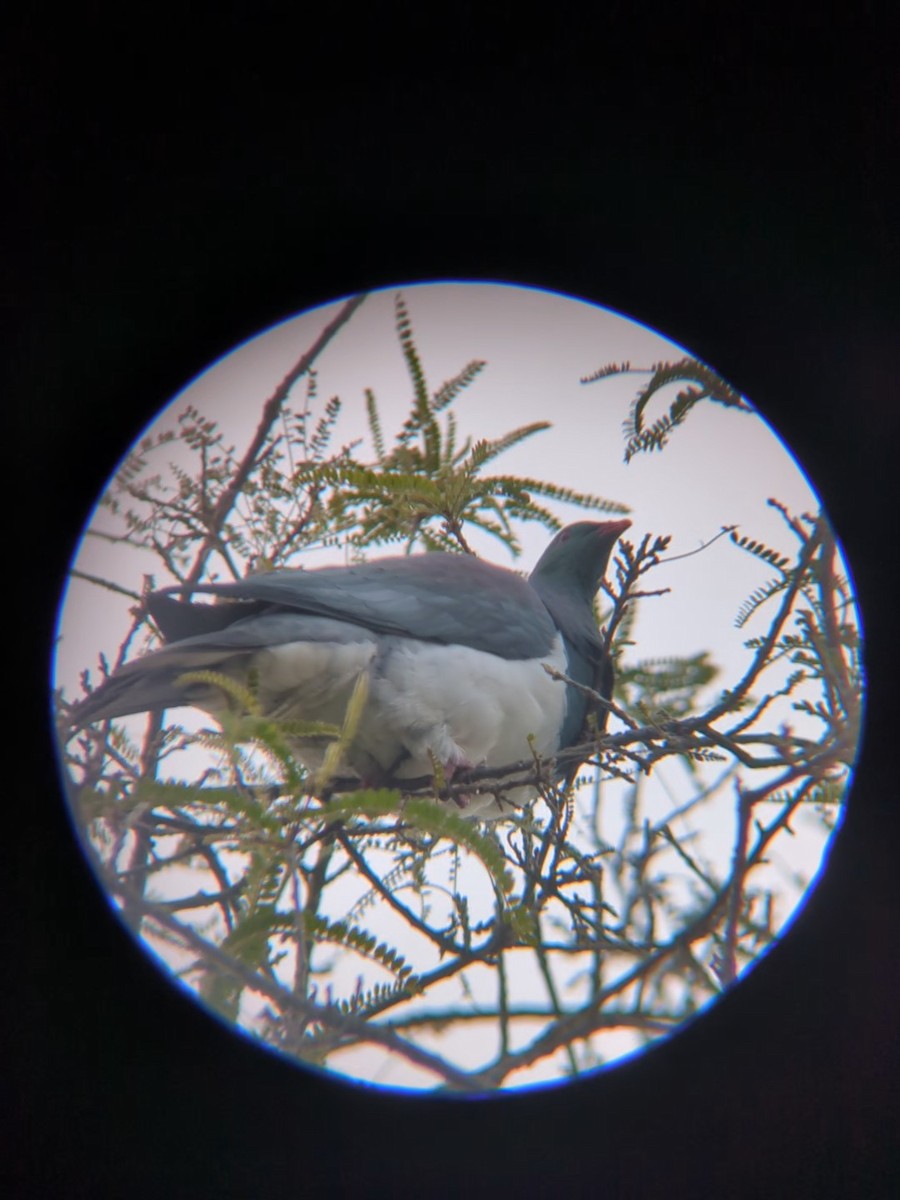 New Zealand Pigeon - ML641901405