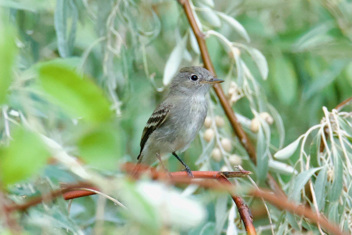 Gray Flycatcher - ML641901406