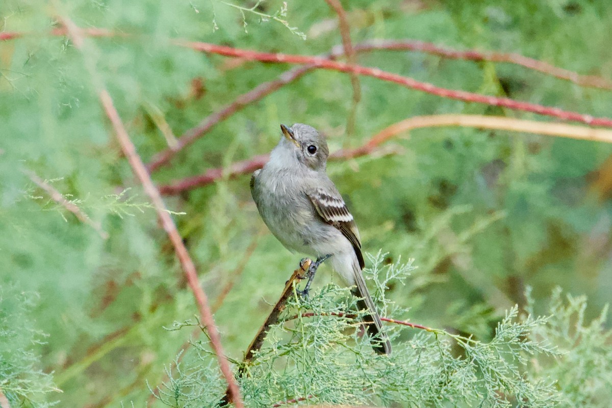 Gray Flycatcher - ML641901407
