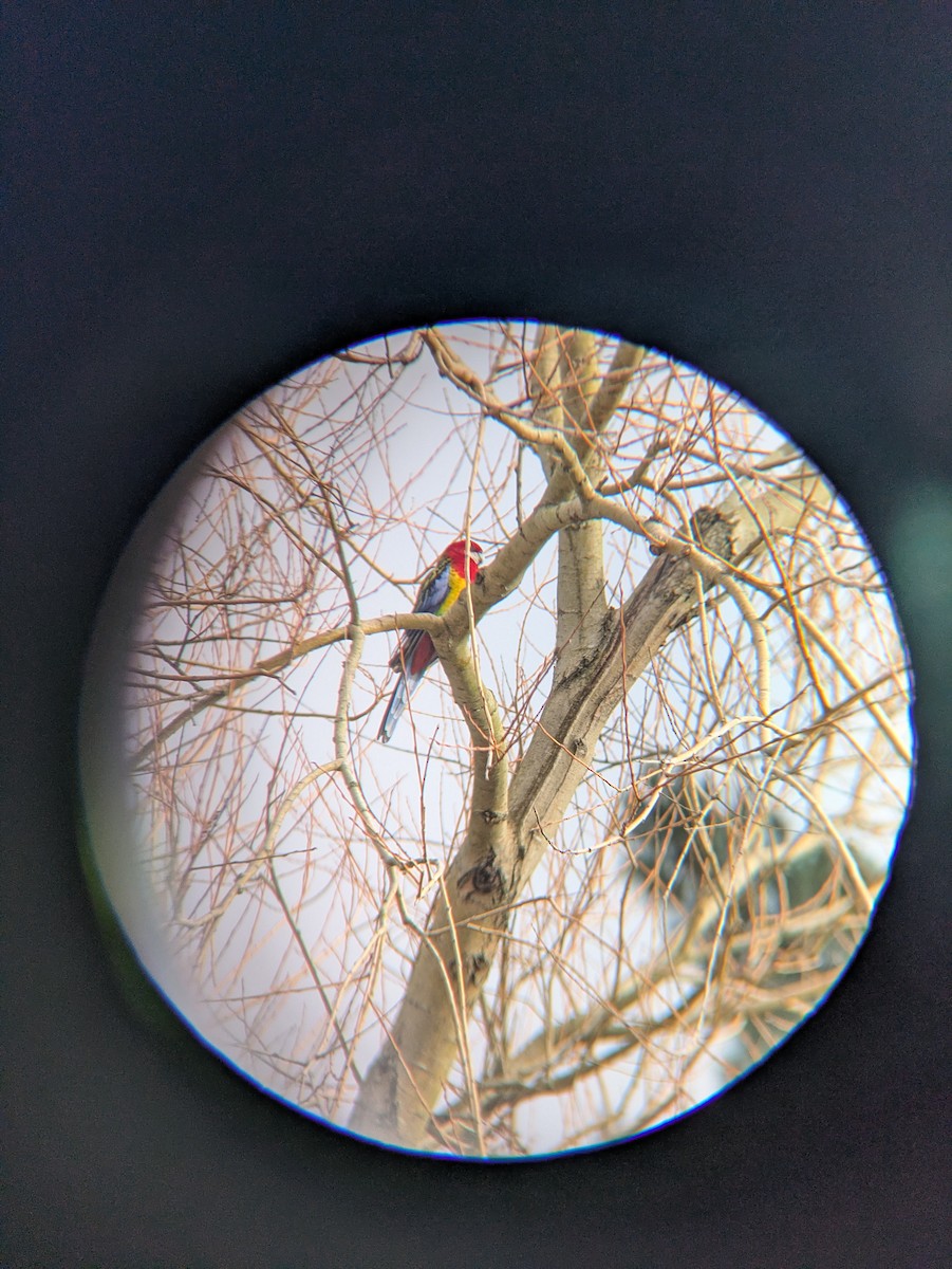 Eastern Rosella - ML641901410