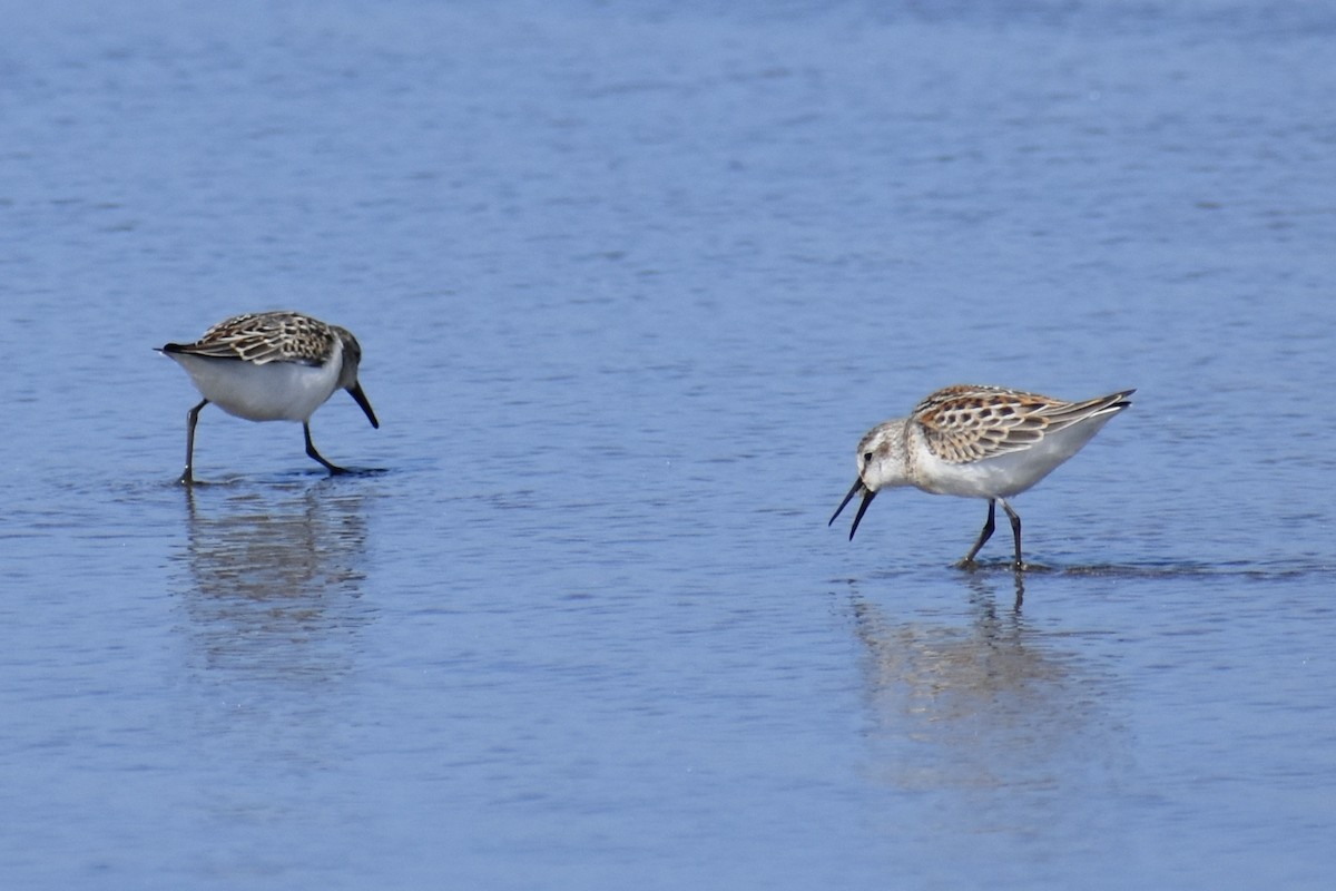 Western Sandpiper - ML641901413