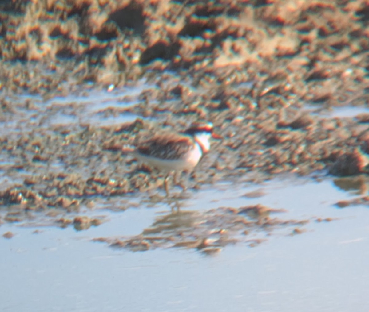 Black-fronted Dotterel - ML641901419