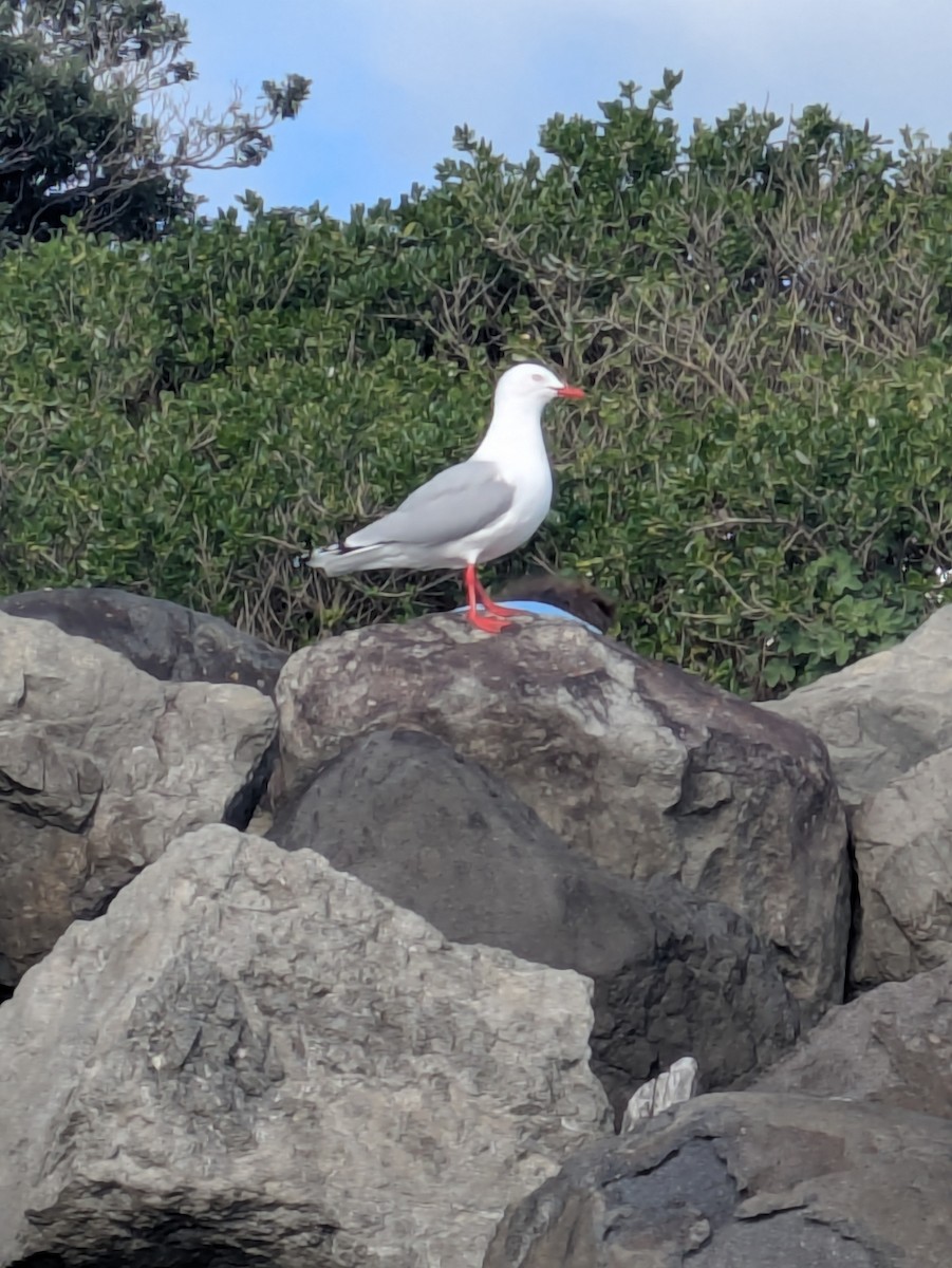 Silver Gull - ML641901434