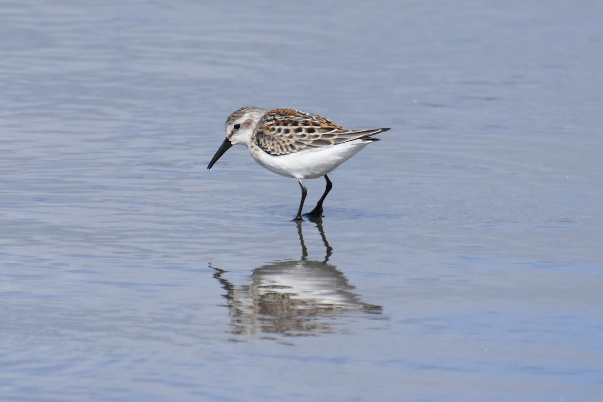 Western Sandpiper - ML641901442