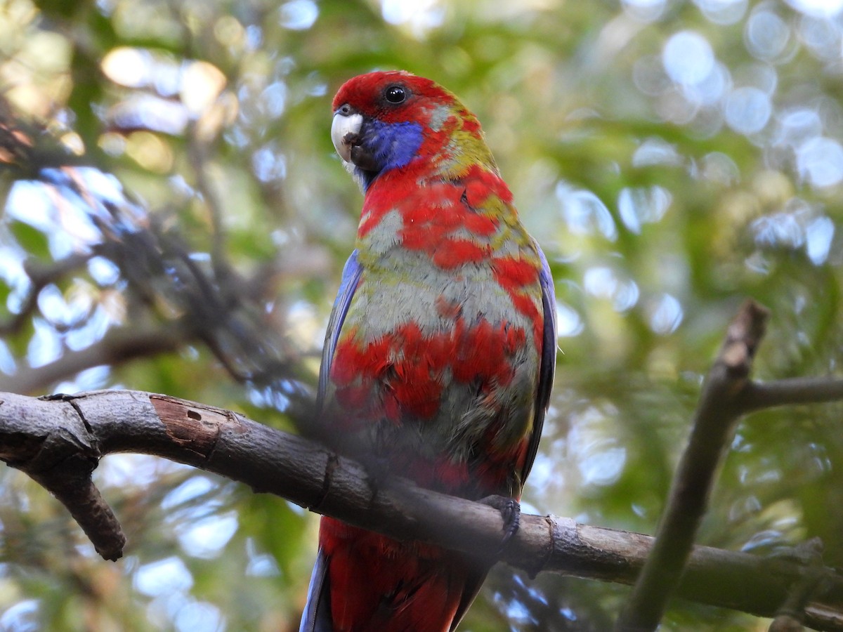 Розела червона - ML641901450