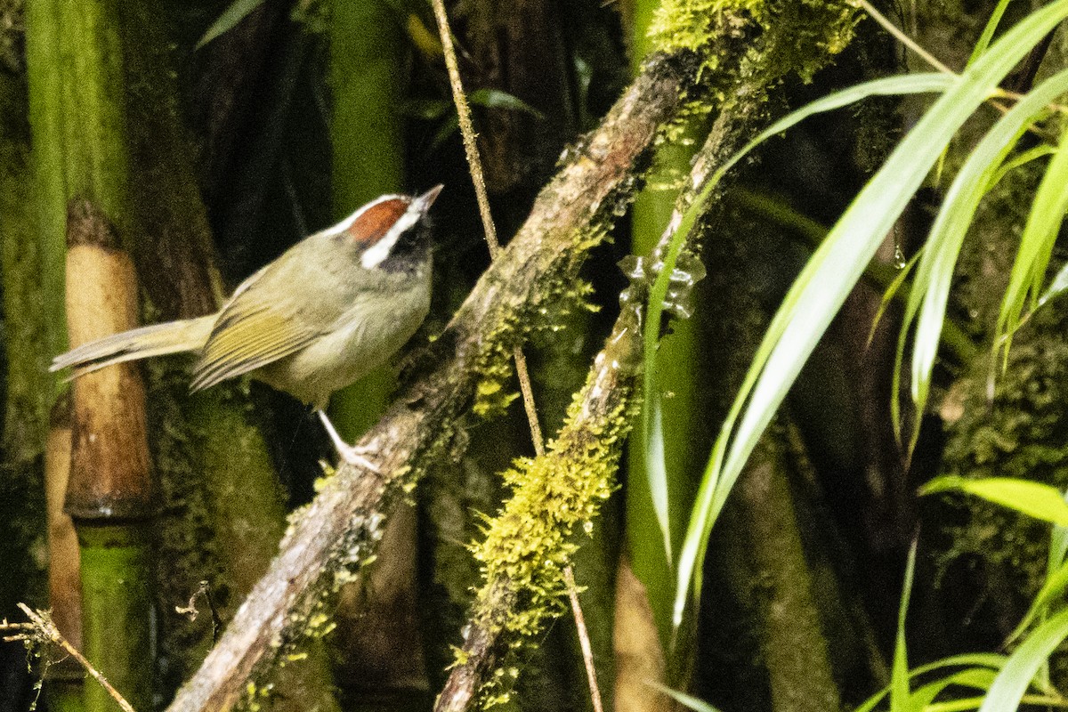 Black-cheeked Warbler - ML641901485