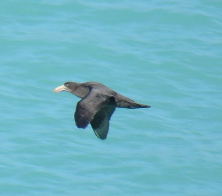 Northern Giant-Petrel - ML641901504
