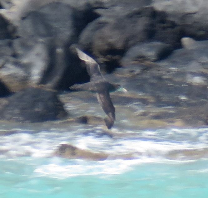 Southern/Northern Giant-Petrel - ML641901507