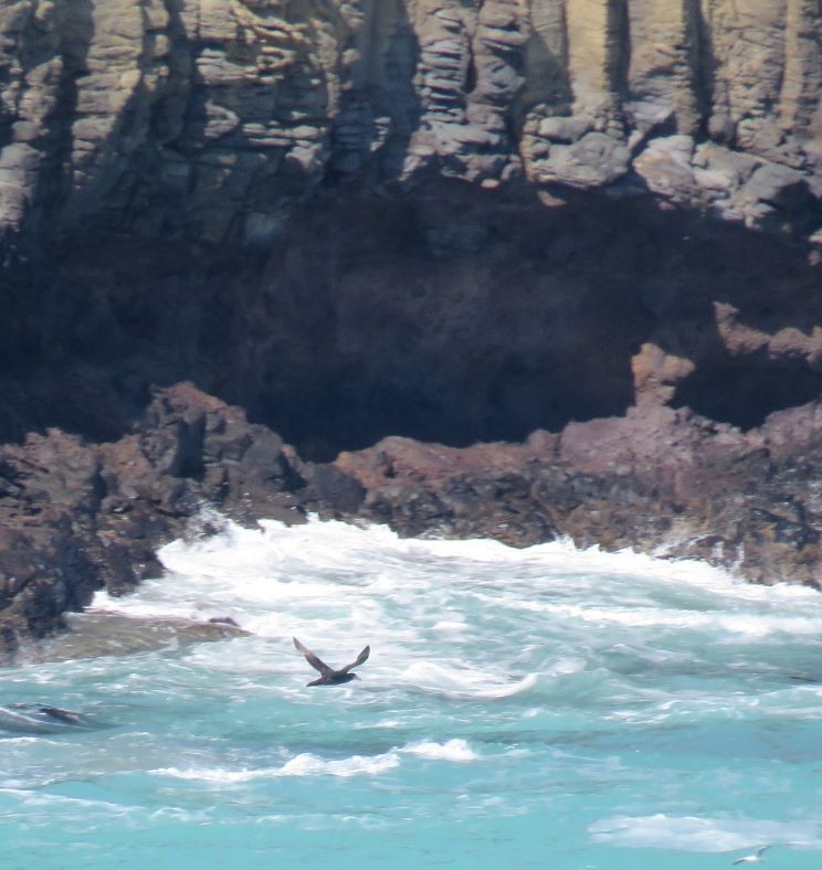 Southern/Northern Giant-Petrel - ML641901509