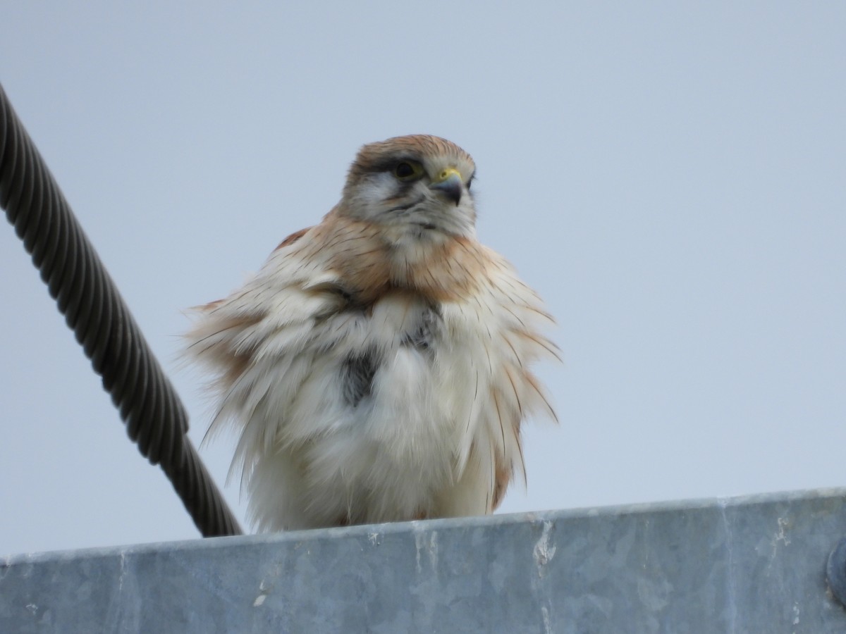 Nankeen Kestrel - ML641901538