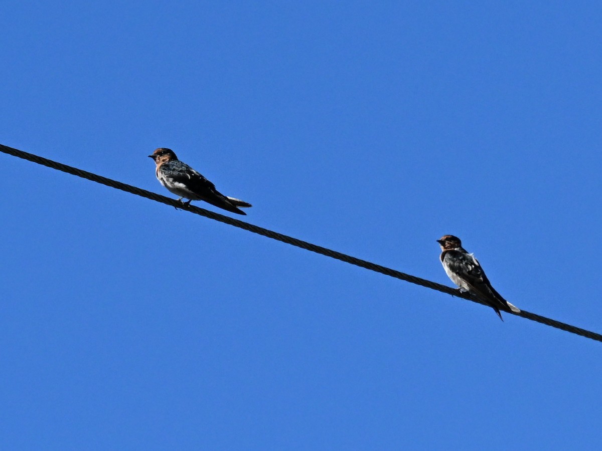 Pacific Swallow - ML641901539