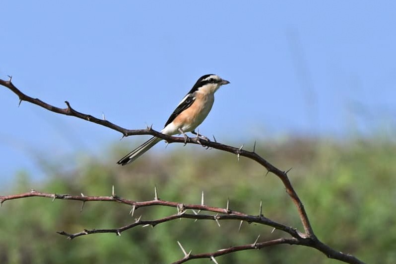 シロクロモズ - ML641901544