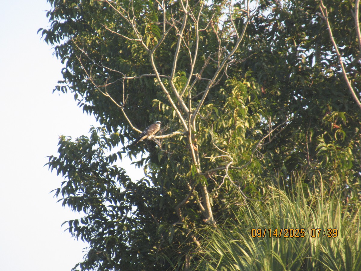 Mississippi Kite - ML641901572