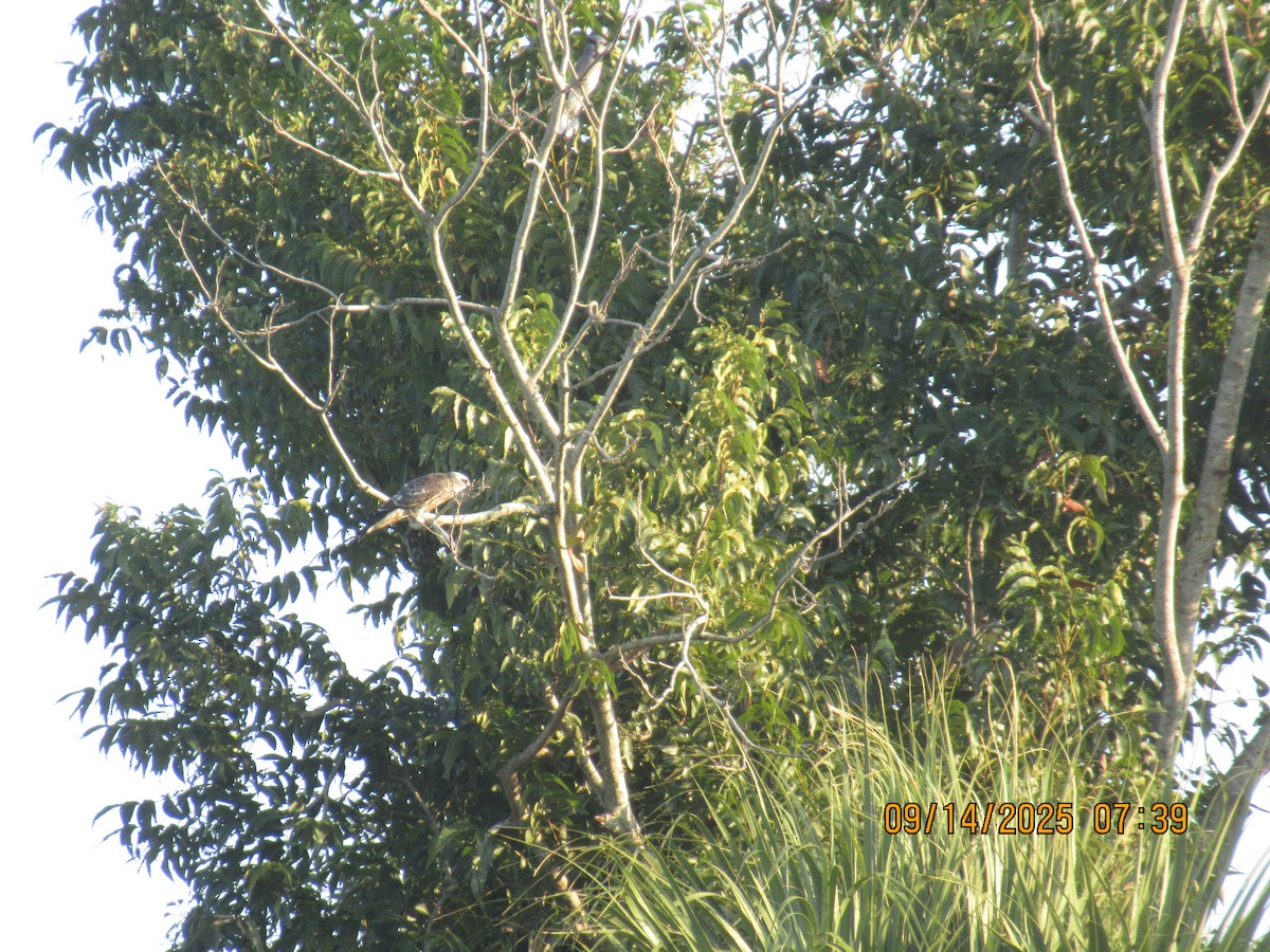 Mississippi Kite - ML641901573