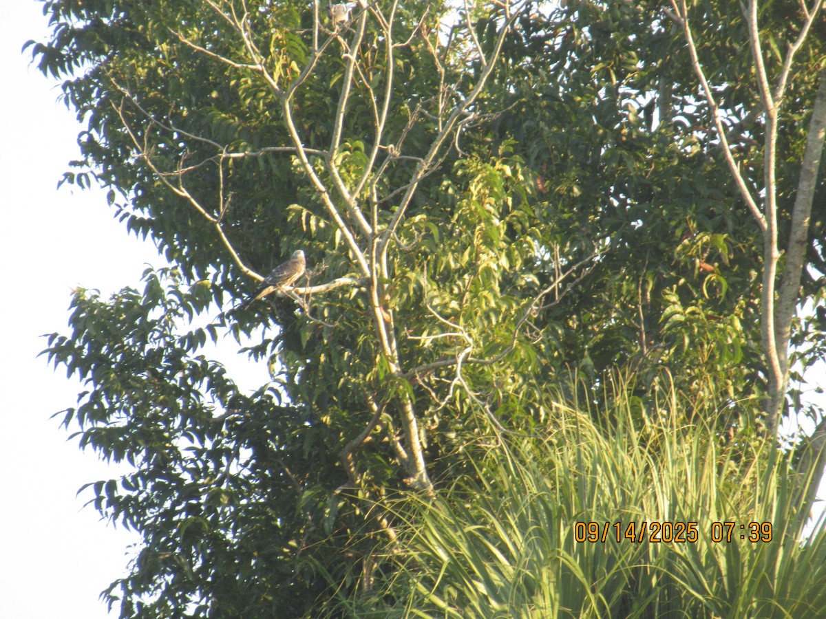 Mississippi Kite - ML641901574