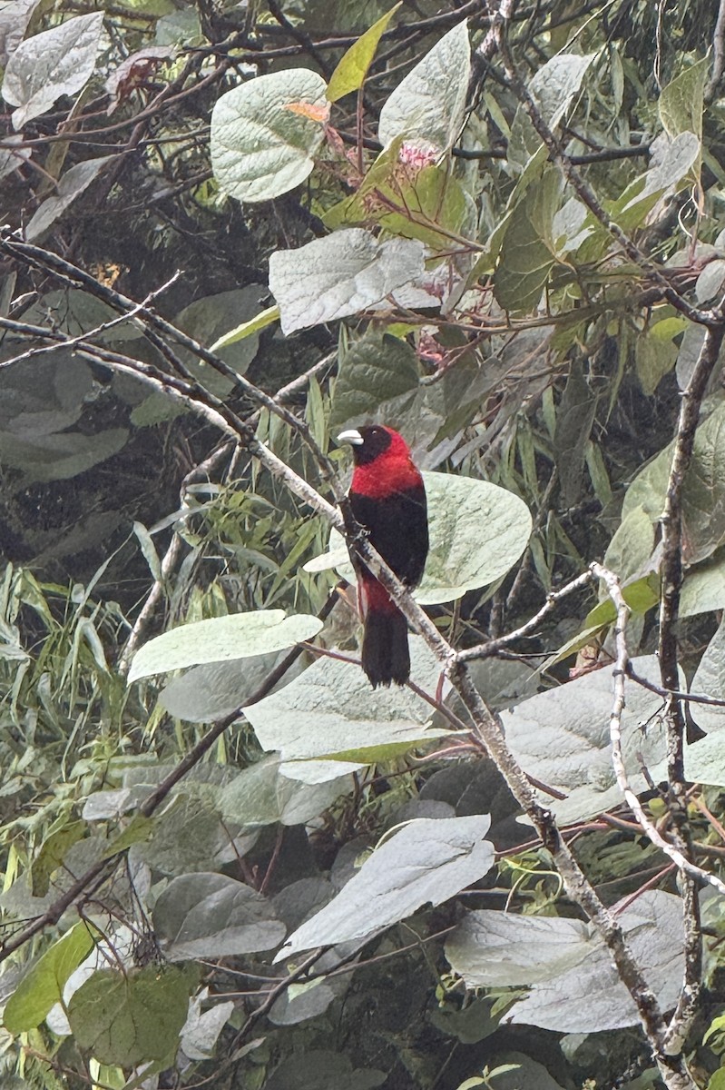Crimson-collared Tanager - ML641901584